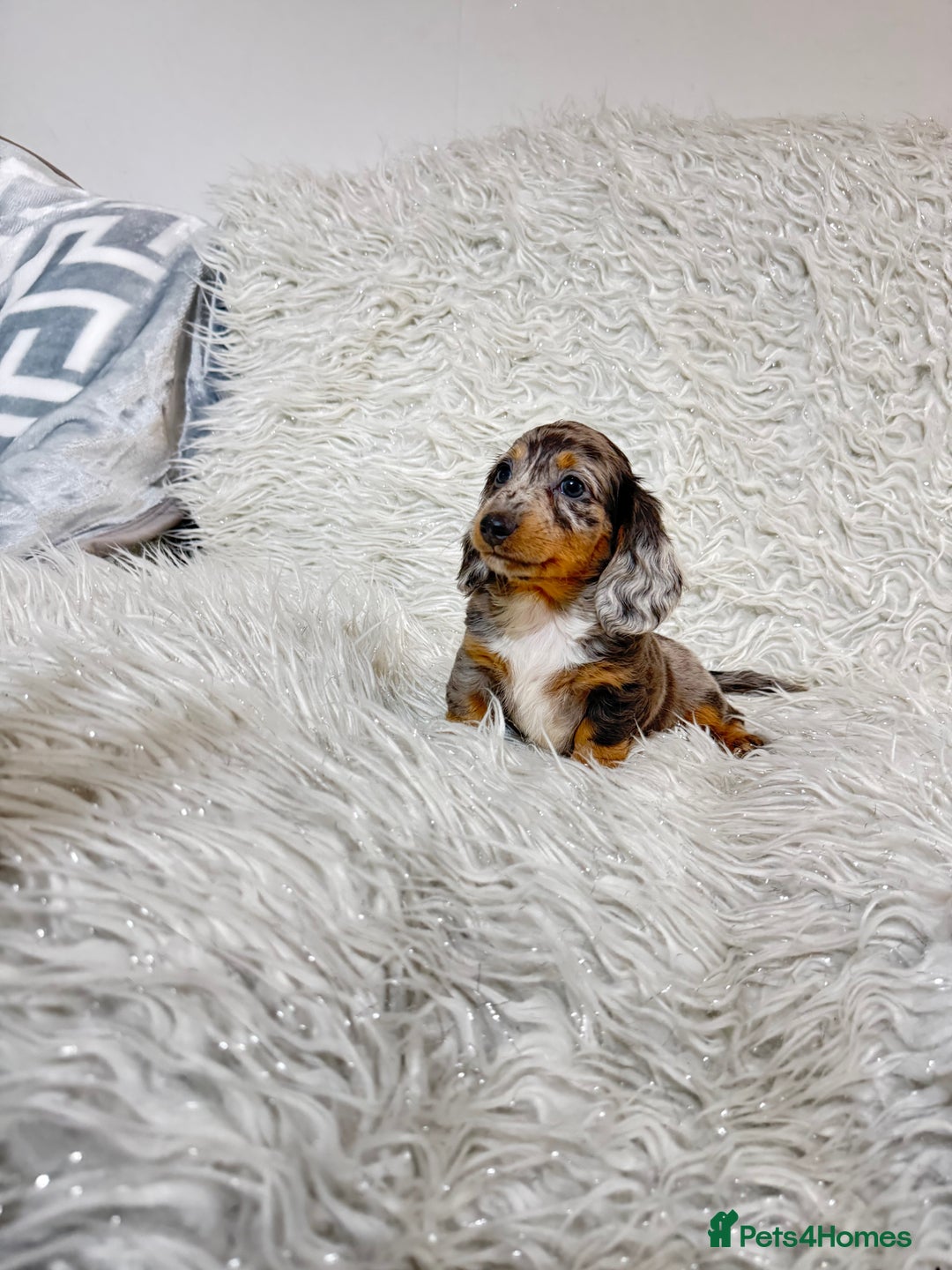 Miniature Dachshund dogs for sale: Miniature Daschund 🤏🏽 💖pink💖 - Image 1