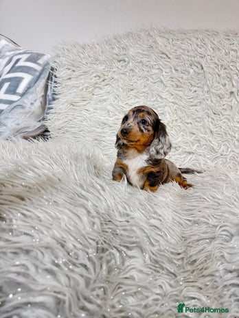 Miniature Dachshund dogs - Advert 1