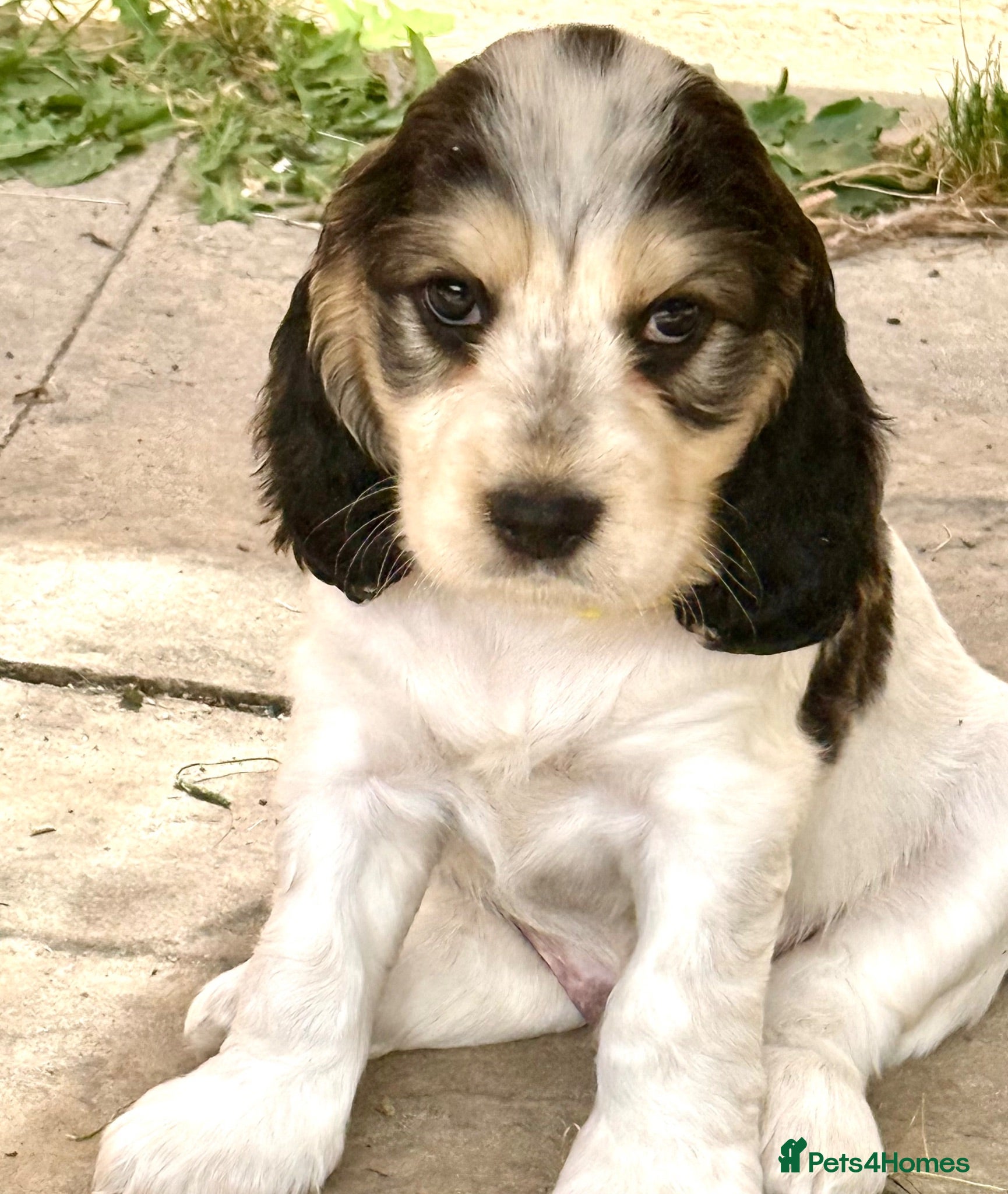 Cocker Spaniel dogs READY THIS WEEKEND- 5 Star KC Show Cocker Spaniels - Advert 1