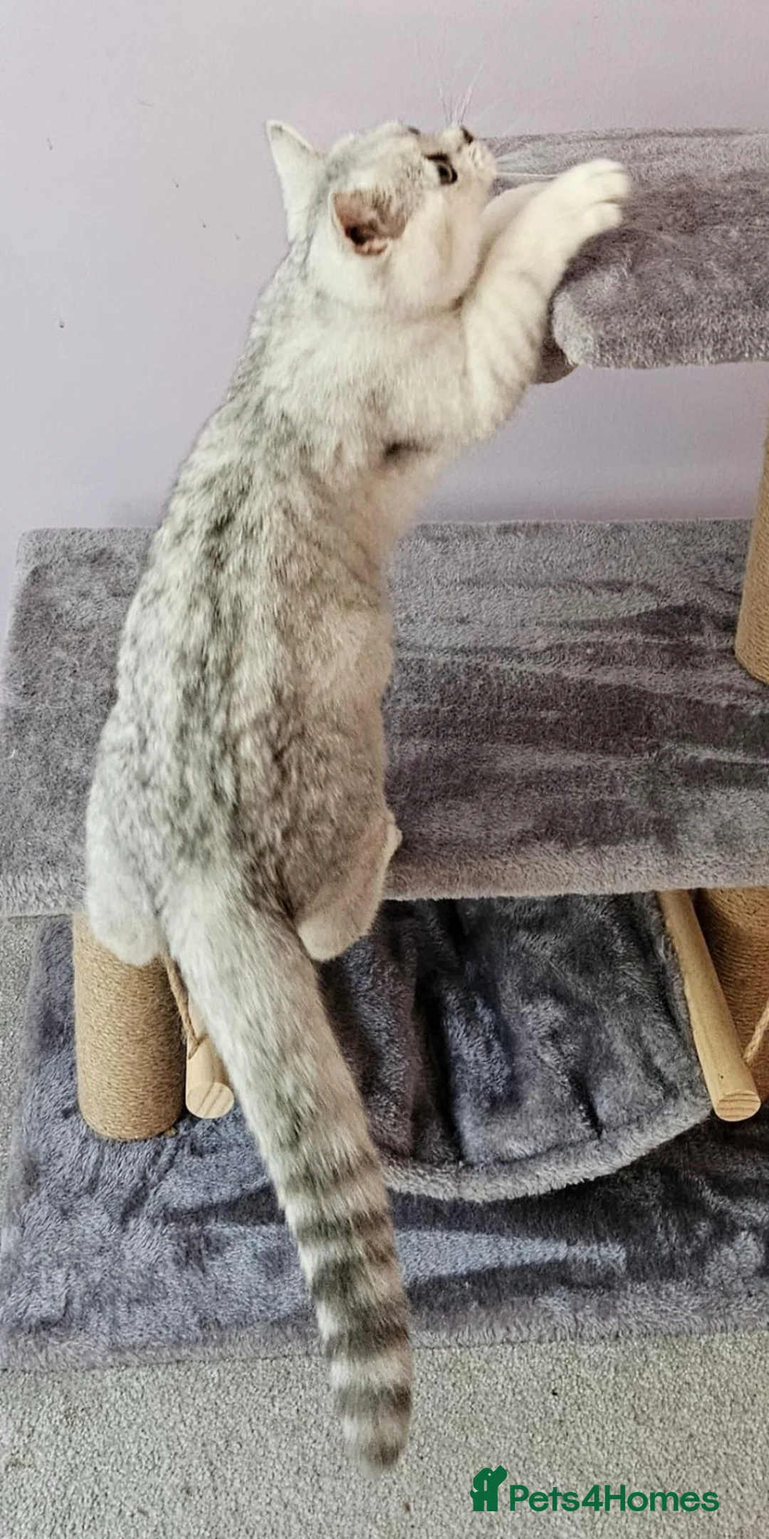 British Shorthair cats for sale: ✨️Stunning BSH Chocolate Tabby Girl & Silver Boy - Advert 12