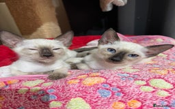 Siamese cats for sale: 1 cute Siamese girl available now-fully vaccinated - Image 11