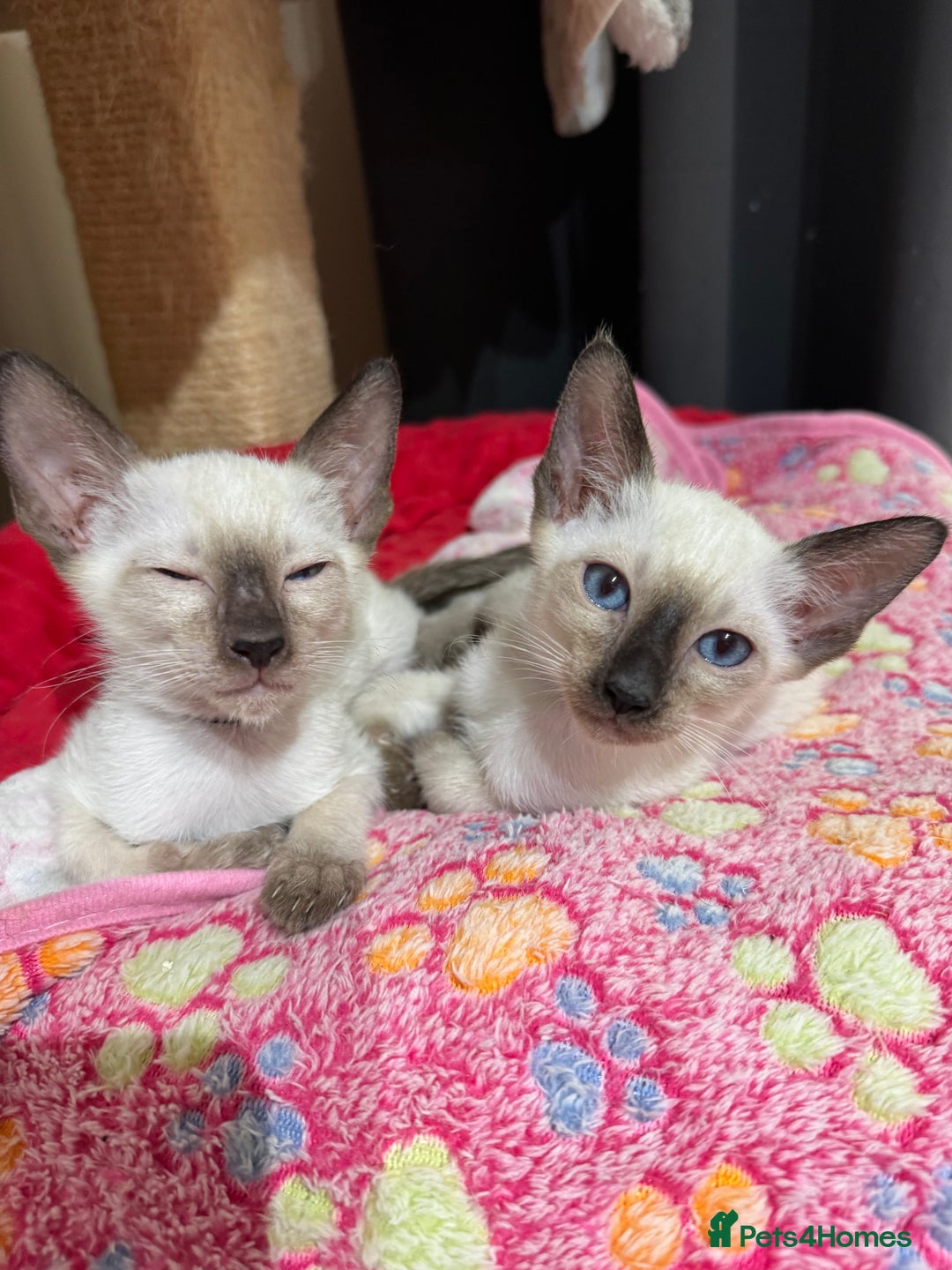 Siamese cats for sale: 1 cute Siamese girl available now-fully vaccinated - Image 11