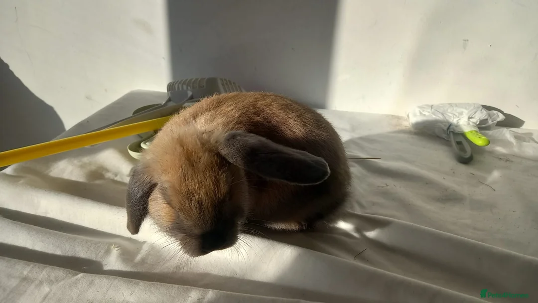 Mixed Breed rabbits for sale: Female and male rabbits - Advert 5