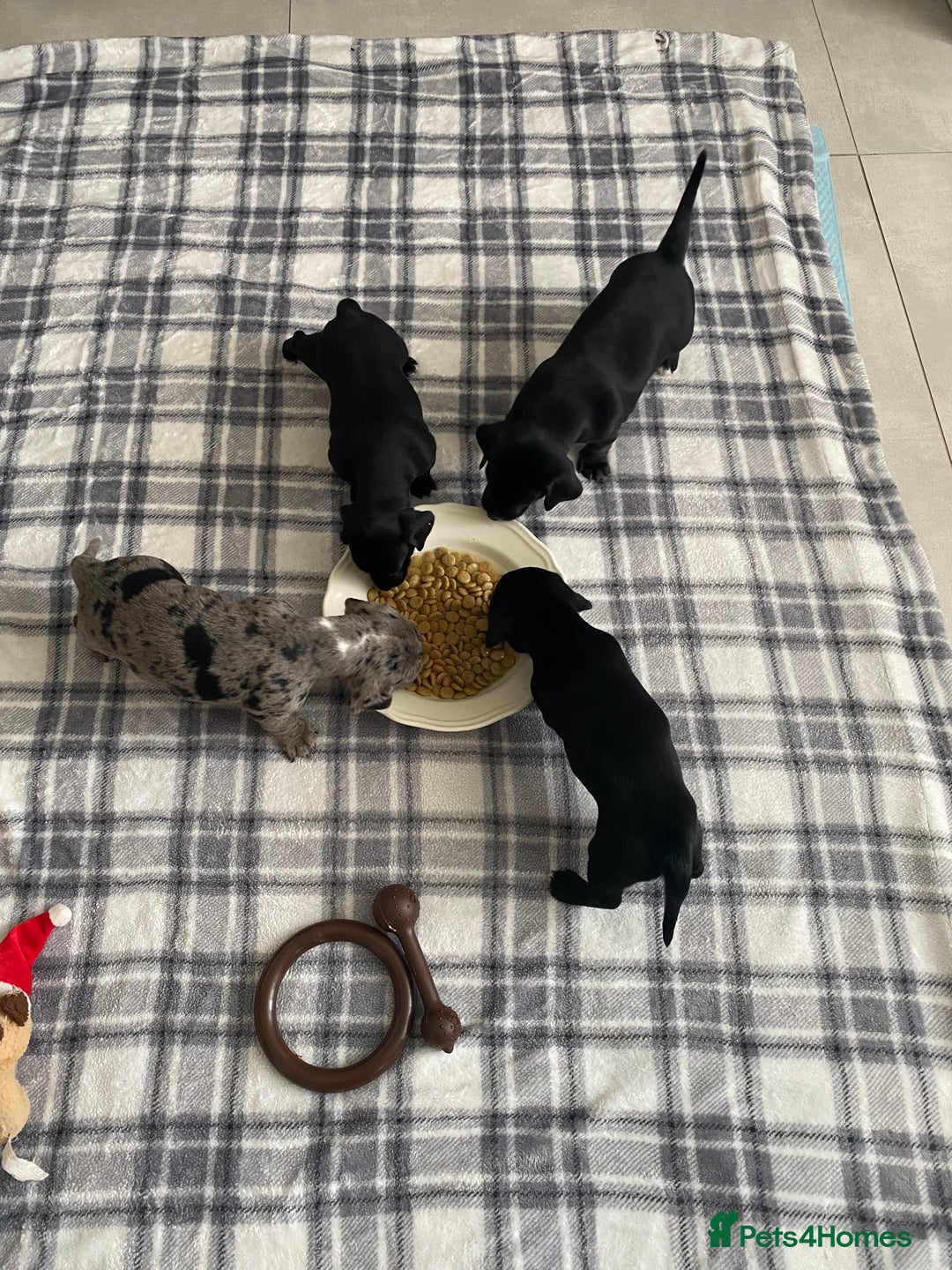 Mixed Breed dogs for sale: Dalmatian X Chiweenie Puppies - Image 10