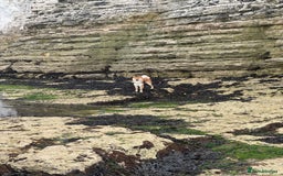 Japanese Shiba Inu dogs for stud: Multiple Proven Shiba Inu Champion Stud 24 month in Leeds - Image 10