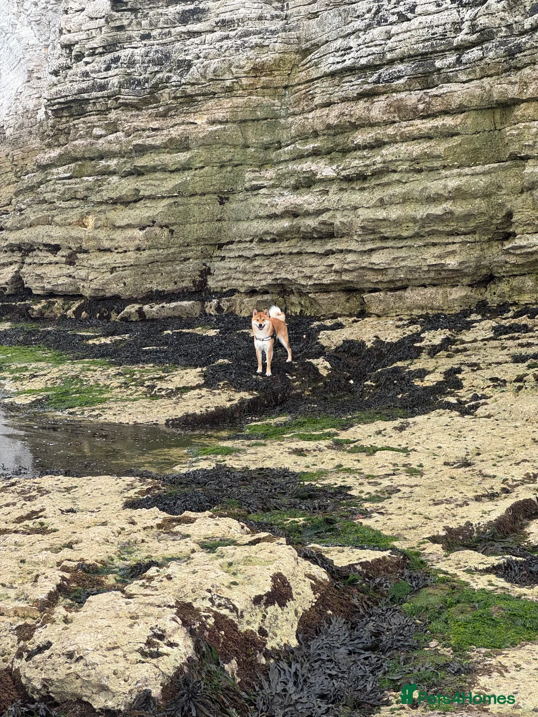 Japanese Shiba Inu dogs for stud: Multiple Proven Shiba Inu Champion Stud 24 month in Leeds - Advert 10