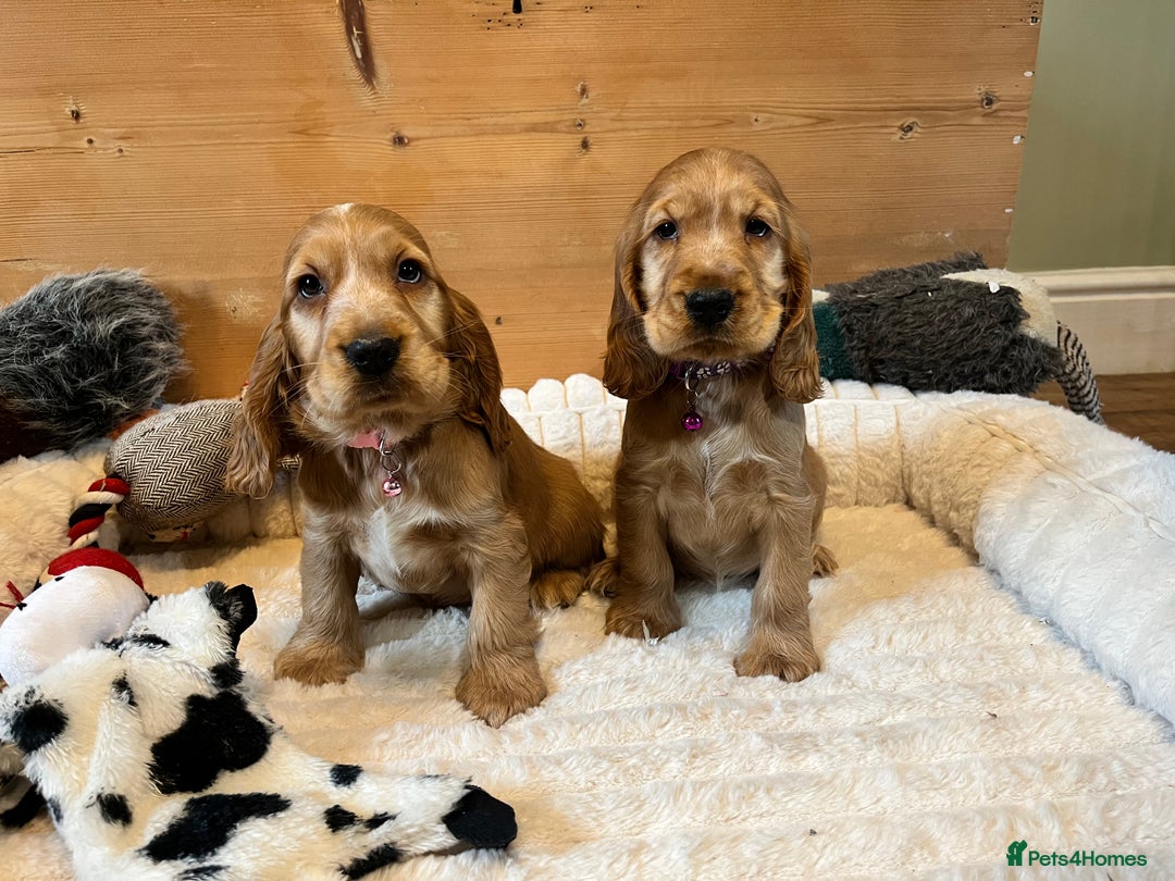 Cocker Spaniel dogs for sale: Show Type Cocker Spaniels - Advert 2