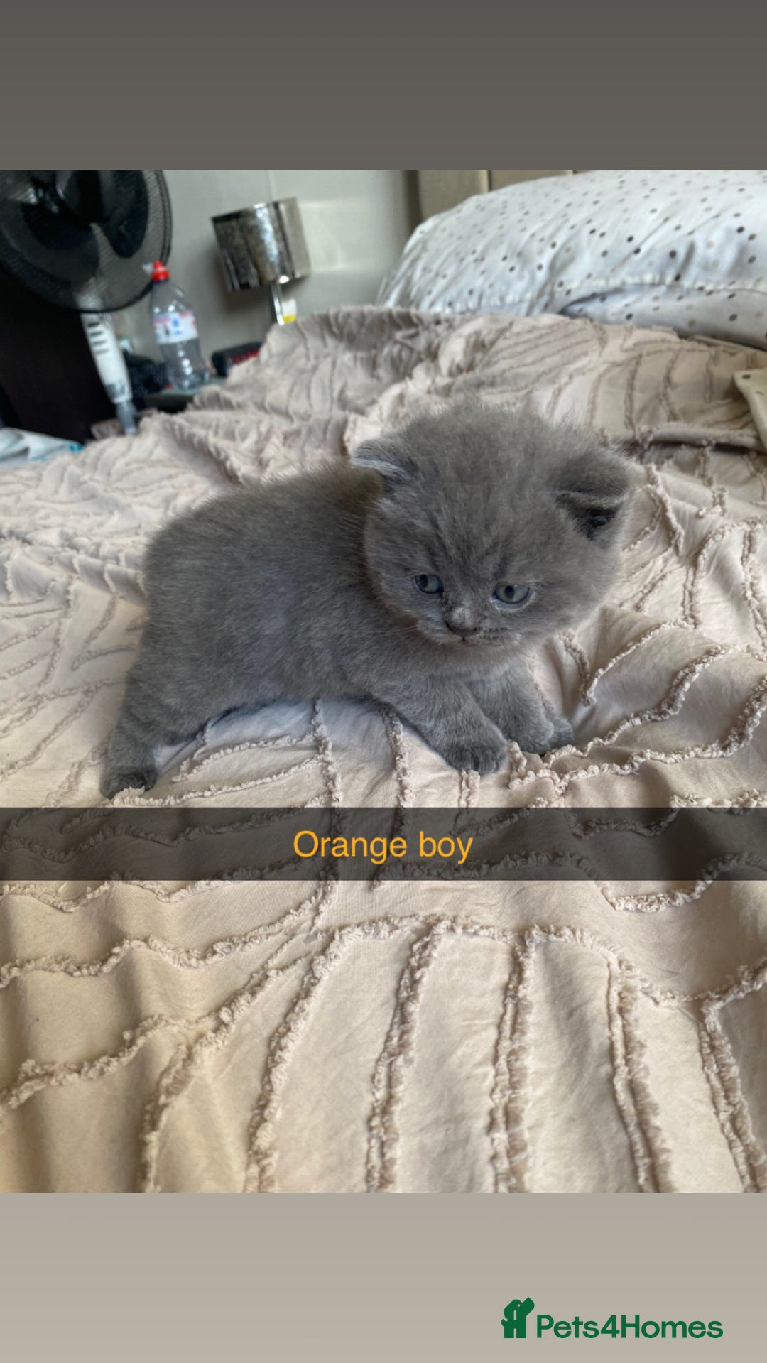 British Shorthair cats for sale: British blue shorthaired kittens  - Advert 10