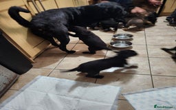 Mixed Breed dogs for sale: Cute little puppy looking for love in Durham - Image 2