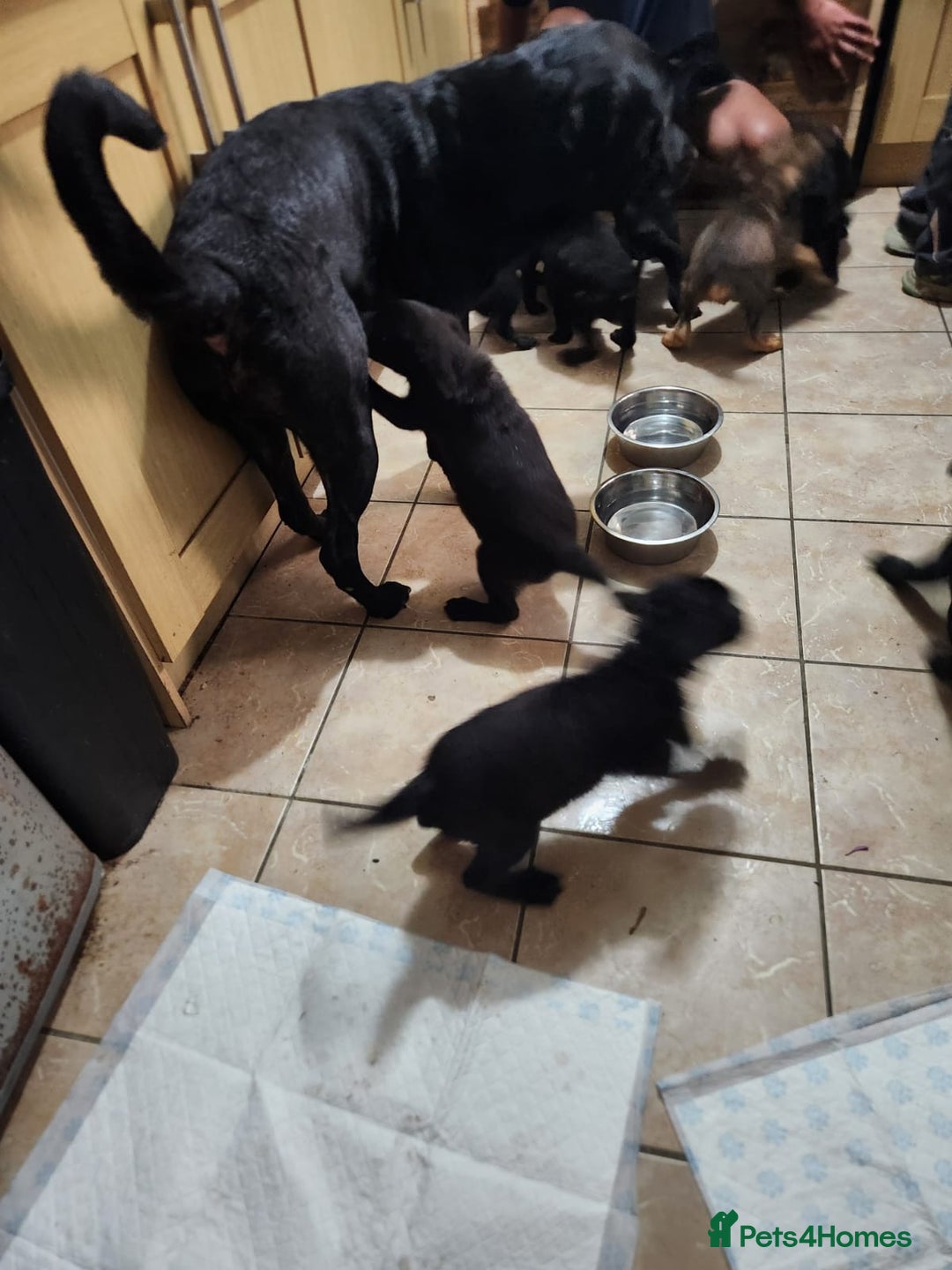 Mixed Breed dogs for sale: Cute little puppy looking for love in Durham - Image 2