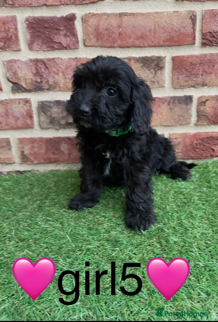 Cockapoo dogs ✨2 remaining stunning cockapoo puppies✨ - Advert 16