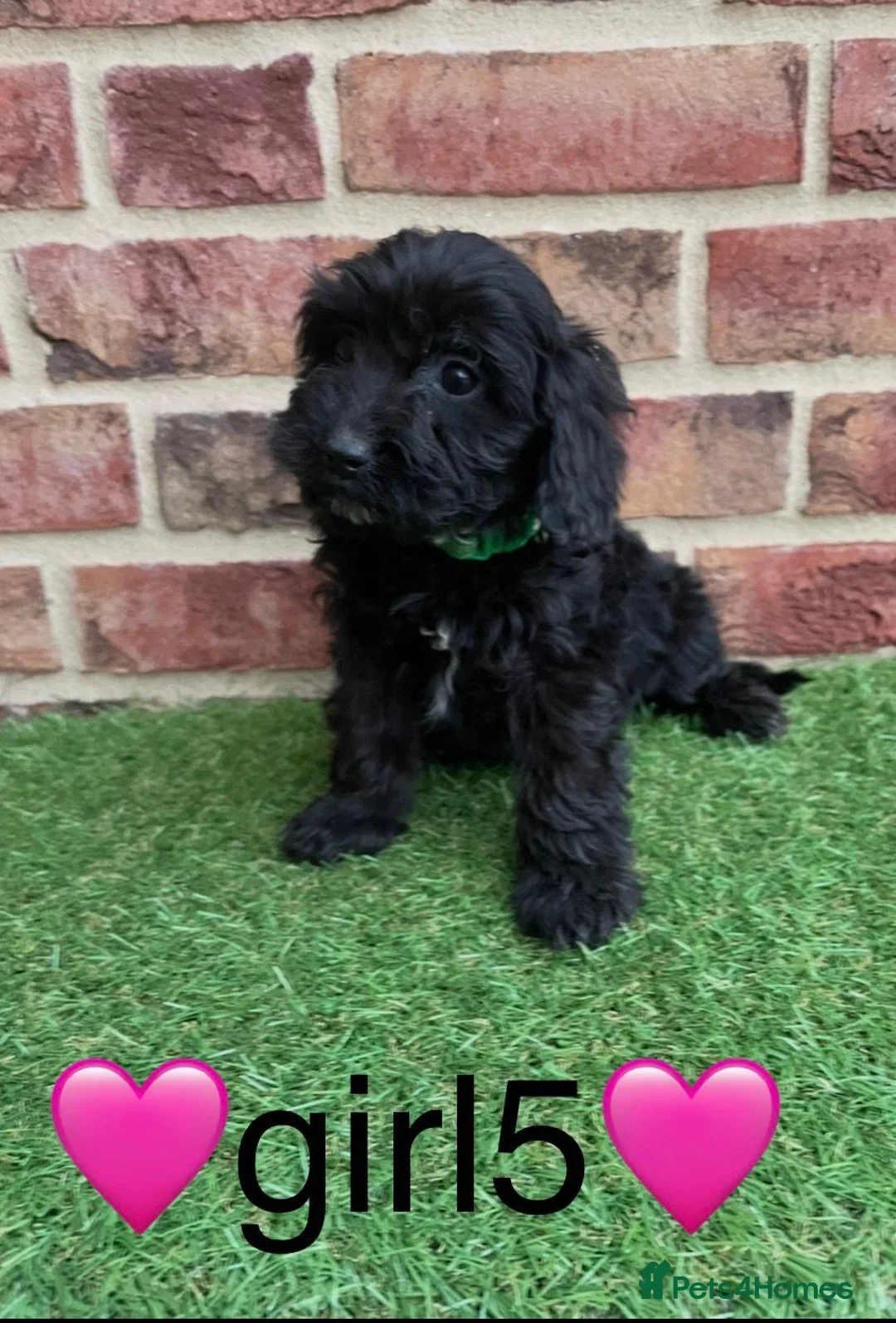 Cockapoo dogs for sale: ✨2 remaining stunning cockapoo puppies✨ - Advert 1