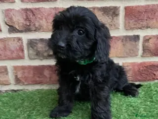 Cockapoo dogs ✨2 remaining stunning cockapoo puppies✨ - Advert 16