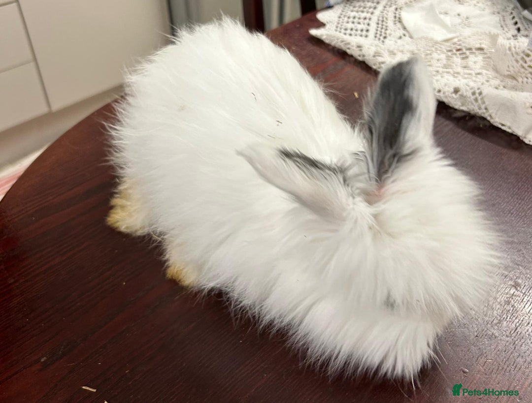 Angora rabbits for sale: Free Angoras - Advert 1