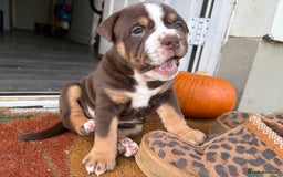 Mixed Breed dogs for sale: Bullpei puppies  - Image 2