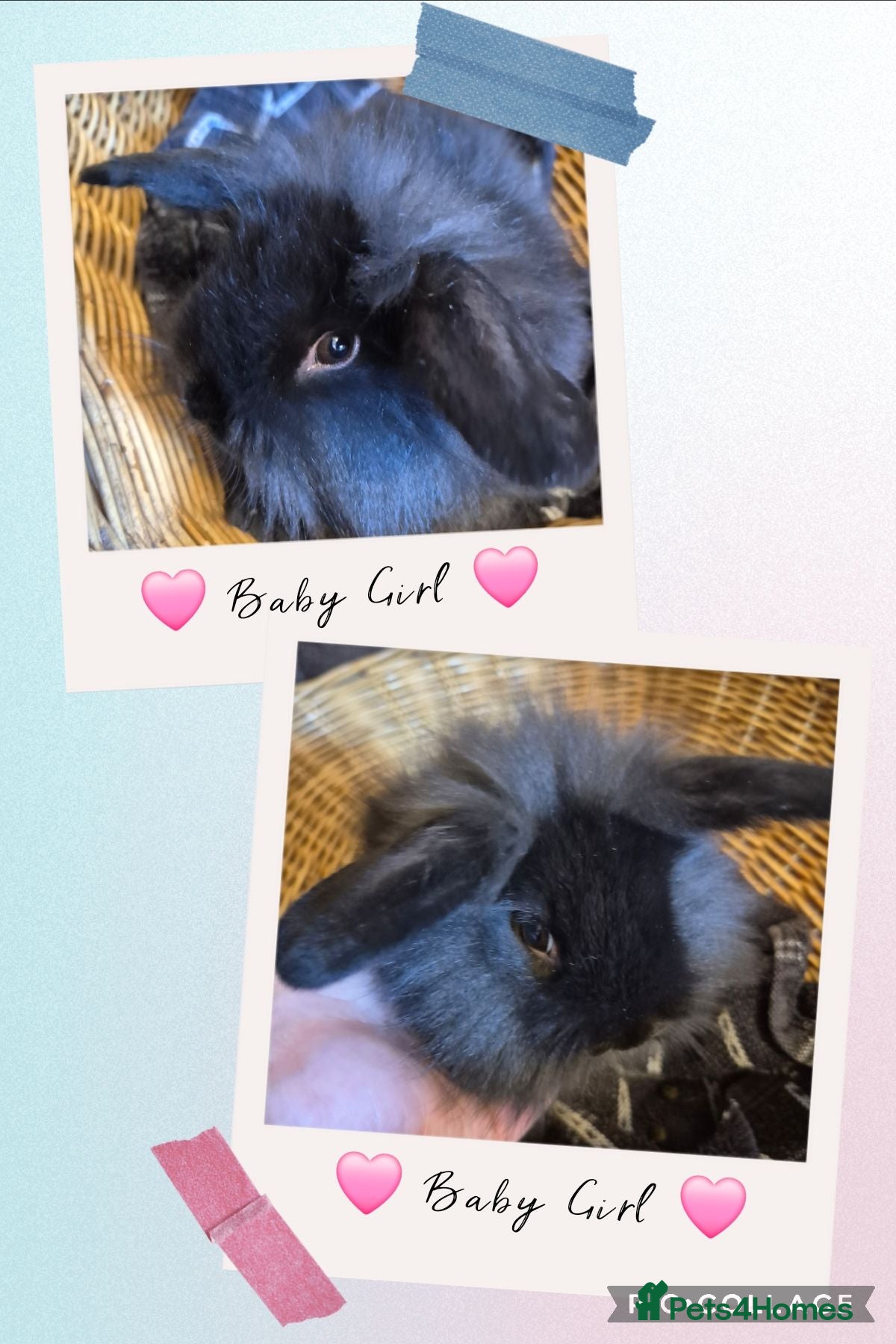 Mini Lop rabbits Last 2! READY TO GO NOW! Baby Mini Lop Bunnies - Advert 1