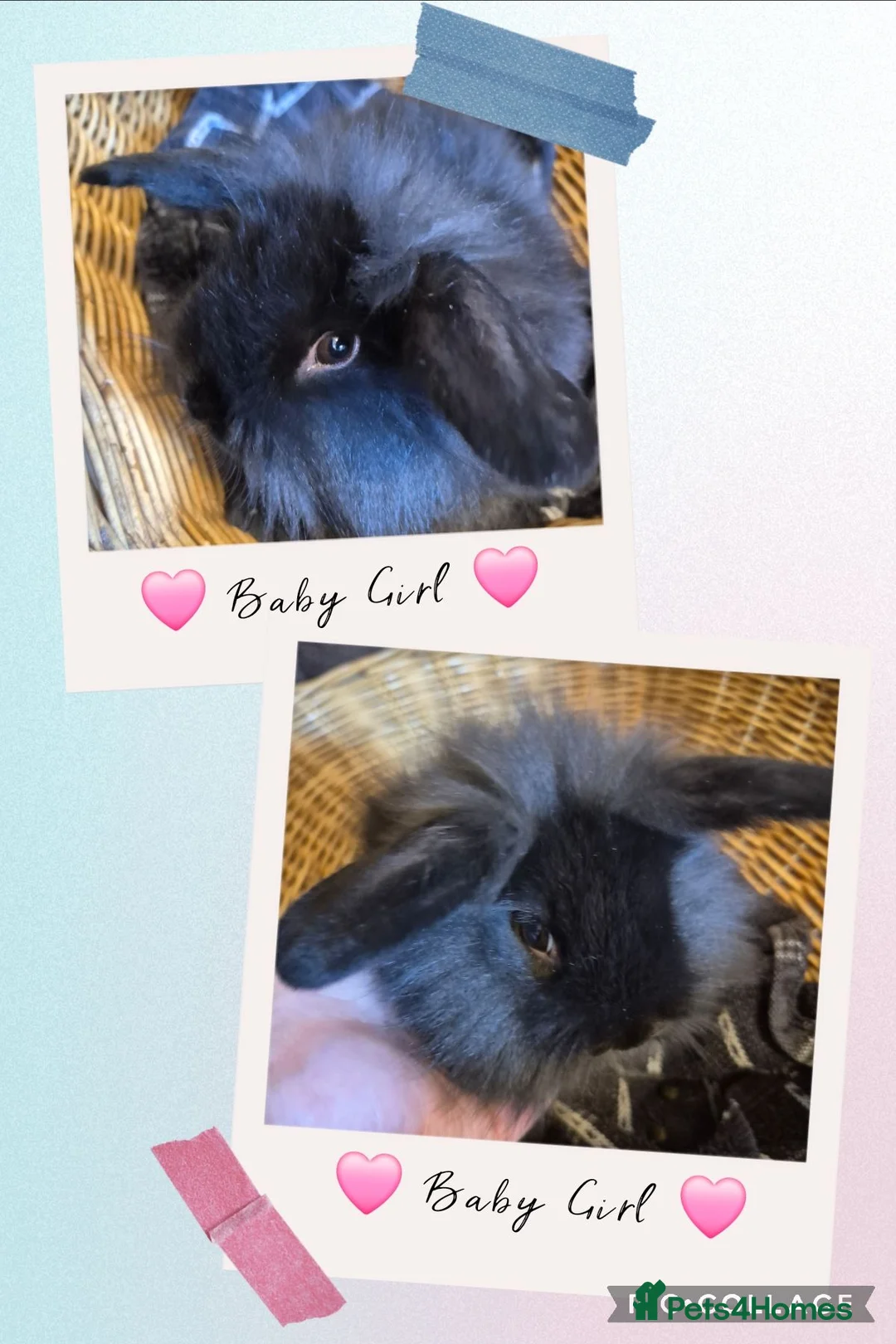 Mini Lop rabbits for sale: LAST 2! COLLECT TODAY! Baby Mini Lop Bunnies - Advert 1