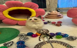 Ragdoll cats for sale: One Girl Available 🌸 - Image 23