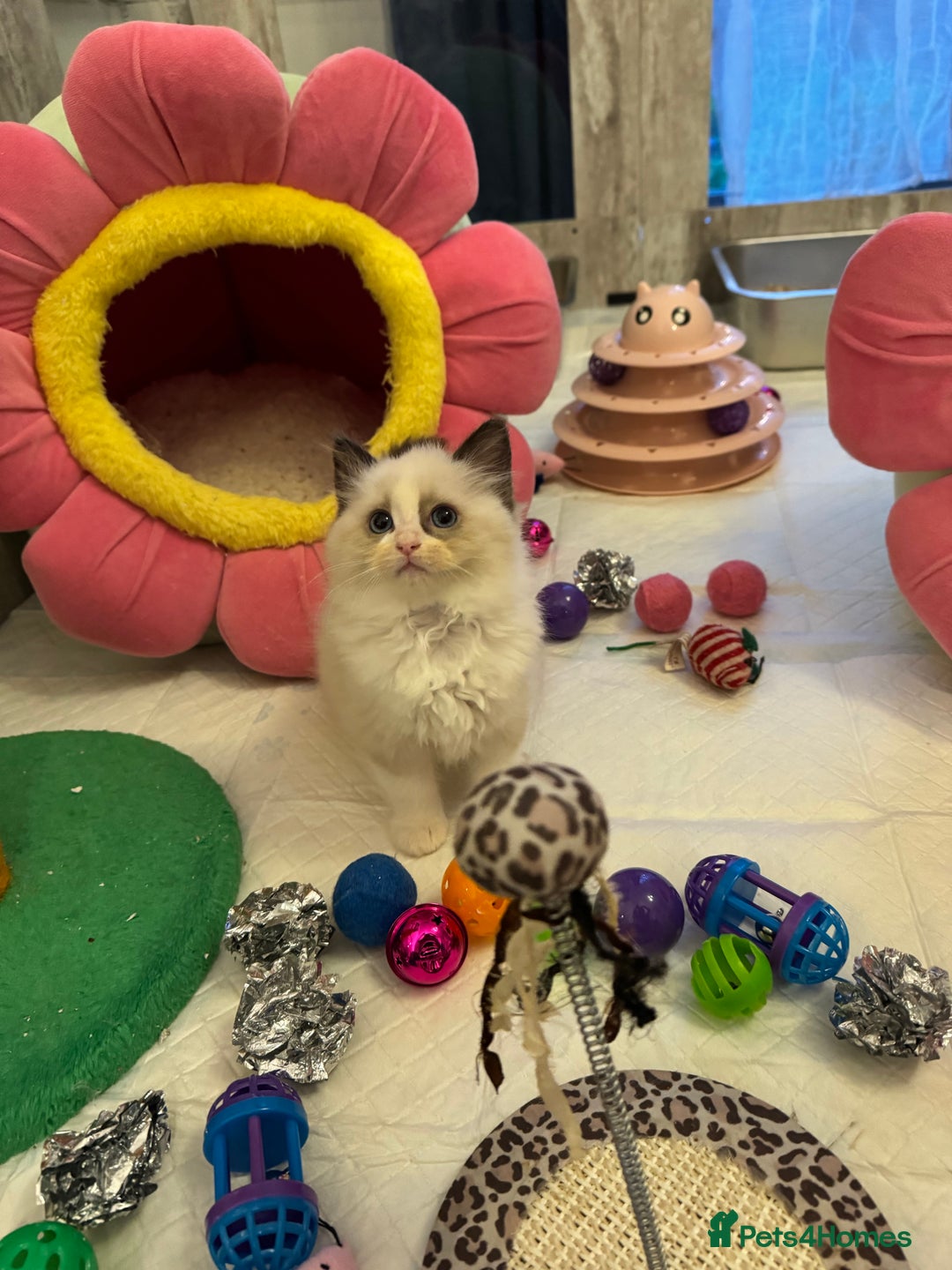 Ragdoll cats for sale: One Girl Available 🌸 - Image 23