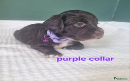 Cocker Spaniel dogs for sale: Beautiful cocker spaniel puppies - Image 21