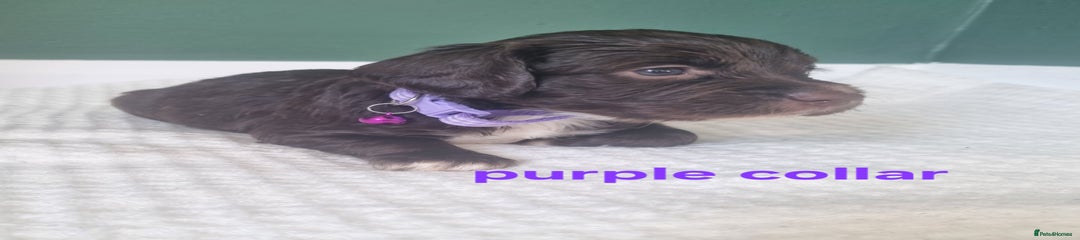 Cocker Spaniel Puppy 4