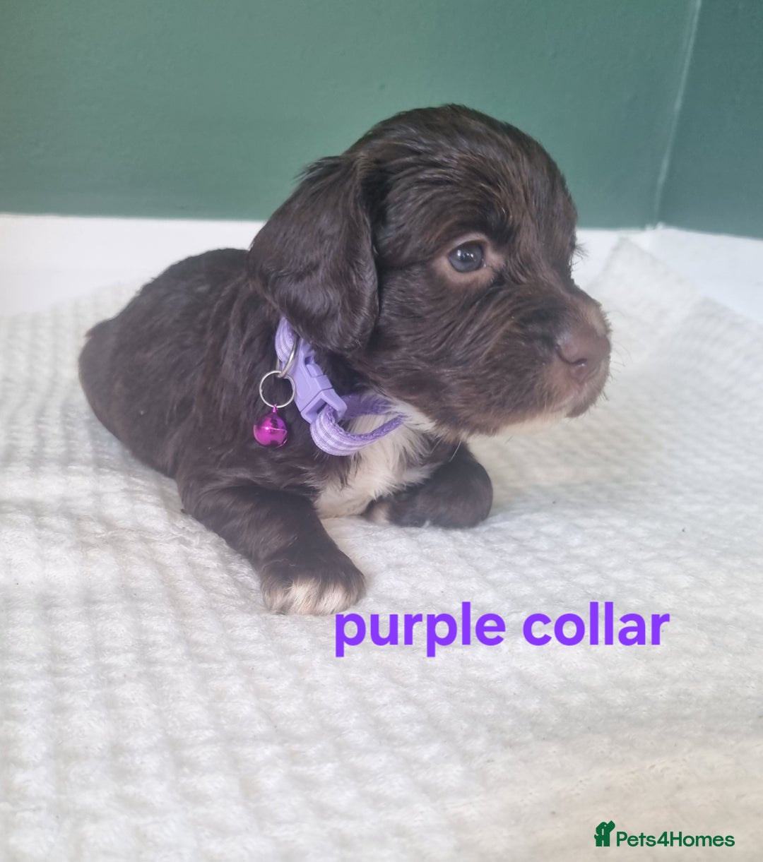 Cocker Spaniel dogs for sale: Beautiful cocker spaniel puppies - Image 21