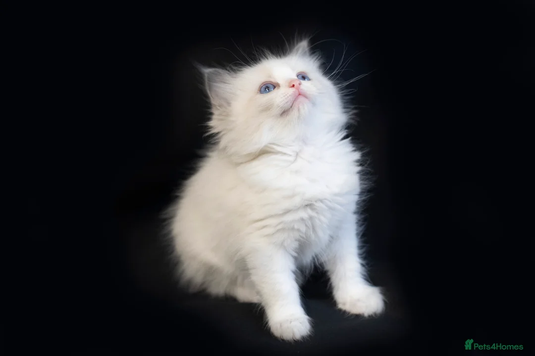 Ragdoll cats for sale: Ragdoll kittens bi color - Advert 29