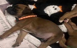 Boxer dogs for sale: Gorgeous litter of red and white boxers.  - Image 16