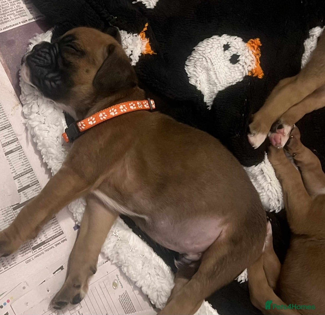 Boxer dogs for sale: Gorgeous litter of red and white boxers.  - Image 16