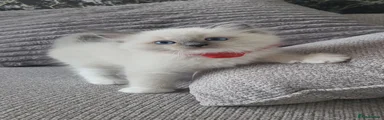 Ragdoll 2
