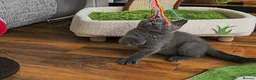 British Shorthair cats for sale: Blue British Shorthair kitten - Advert 3