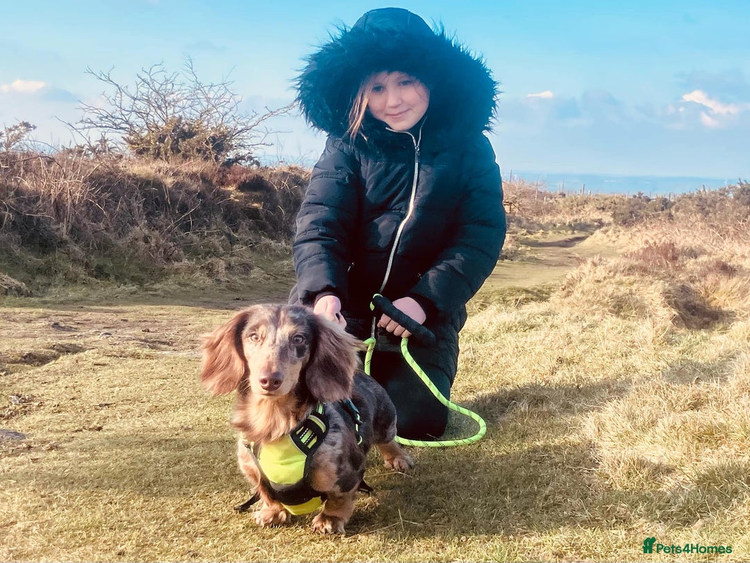 Miniature Dachshund dogs for stud: KC Reg Long Haired Choc Dapple Miniature Dachshund in Gunnislake - Advert 11