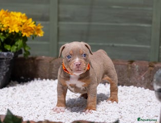 American Bully Puppy 10