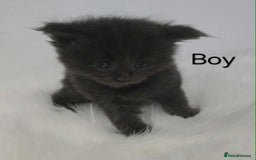 Maine Coon cats for sale: 3 Maine coon kittens. - Image 15
