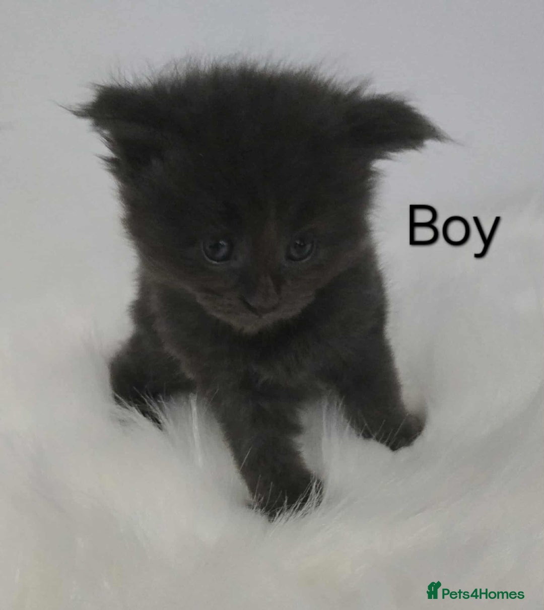 Maine Coon cats for sale: 3 Maine coon kittens. - Image 15