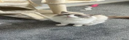 Ragdoll cats for sale: TICA Registered active male - Advert 3