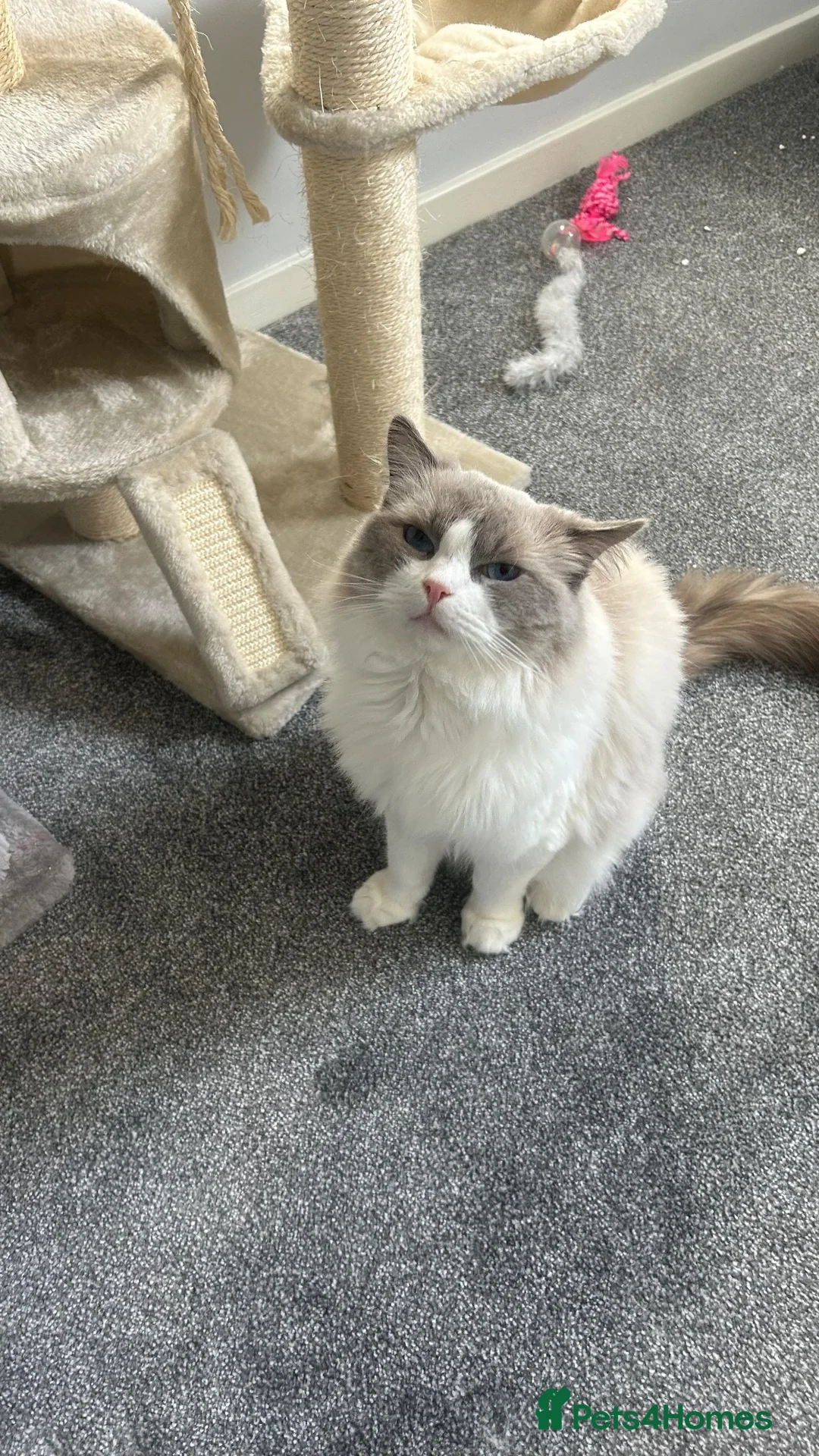 Ragdoll cats for sale: TICA Registered active male - Advert 3