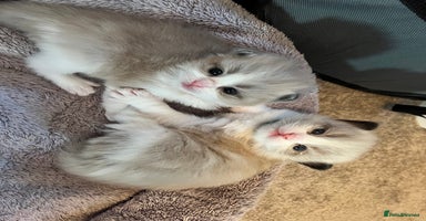 Ragdoll cats - Advert 5