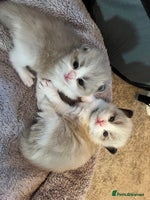 Ragdoll cats - Advert 3