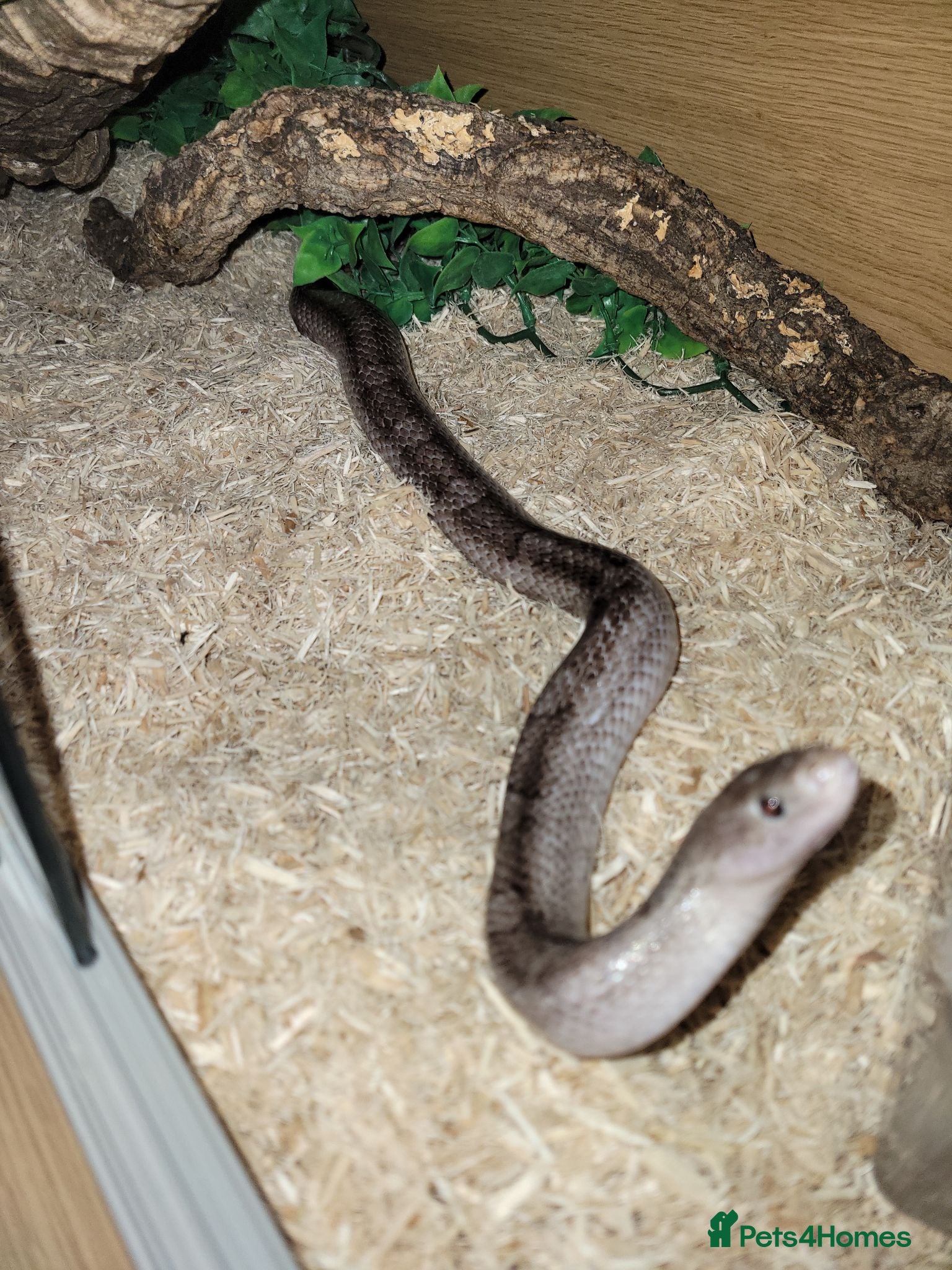 Corn Snake reptiles Corn snakes  - Advert 2