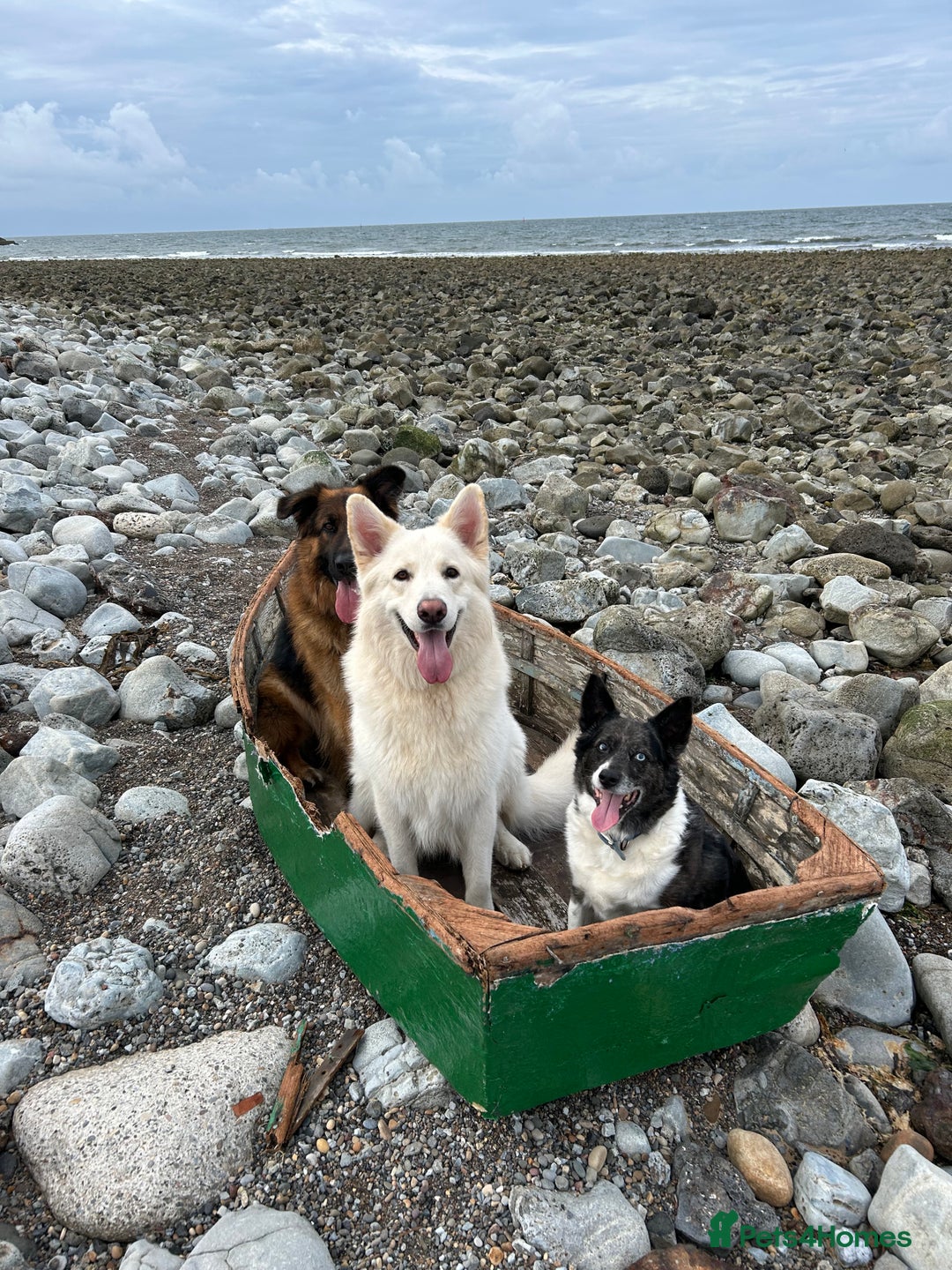 German Shepherd dogs for stud: For Stud only -Long haired White German Shepherd - Advert 5