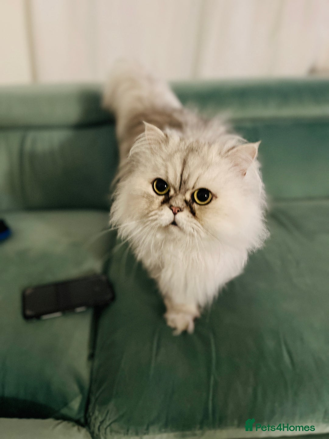 Persian cats for sale: Persian chinchilla cats - Advert 14