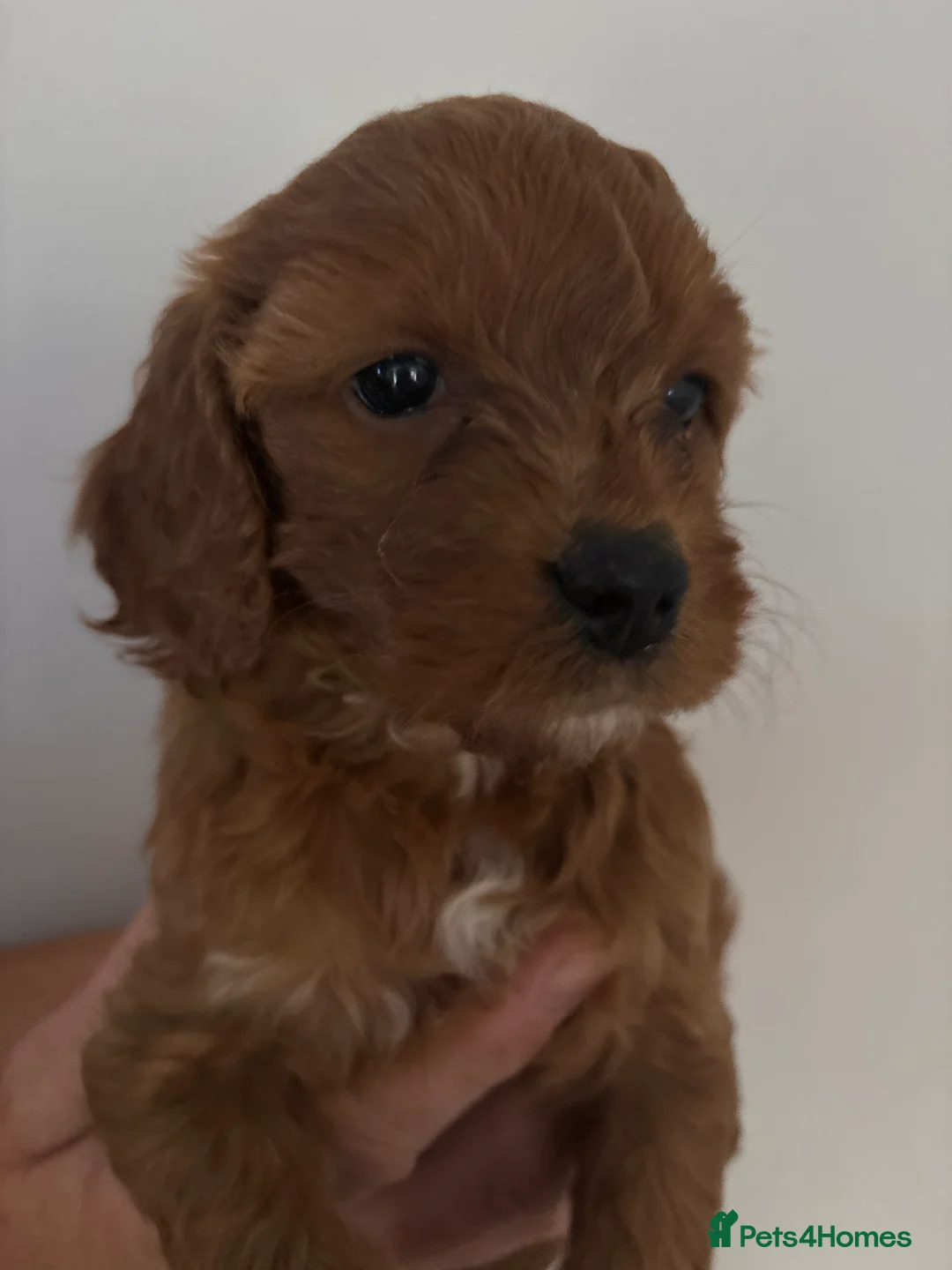 Cockapoo dogs for sale: 🐶💙💙💙💖💖 5 BEAUTIFUL COCKAPOOS - Advert 2