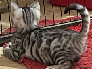 Bengal cats Bsh x bengal kittens READY NOW OR CAN HOLD, - Advert 1