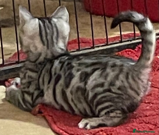 Bengal cats Bsh x bengal kittens READY NOW OR CAN HOLD, - Advert 3