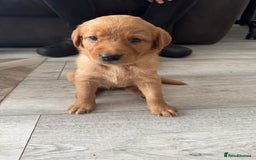 Goldador dogs for sale: Golderdor puppies  - Image 4