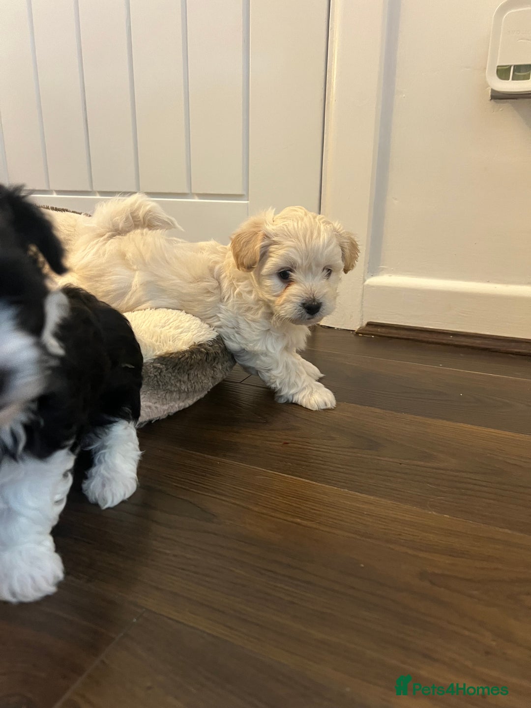 Mixed Breed dogs for sale: Havapoo/Chorkie mix - Advert 9