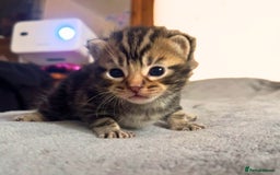 Maine Coon cats for sale: Maine coon x kittens for sale - Image 3
