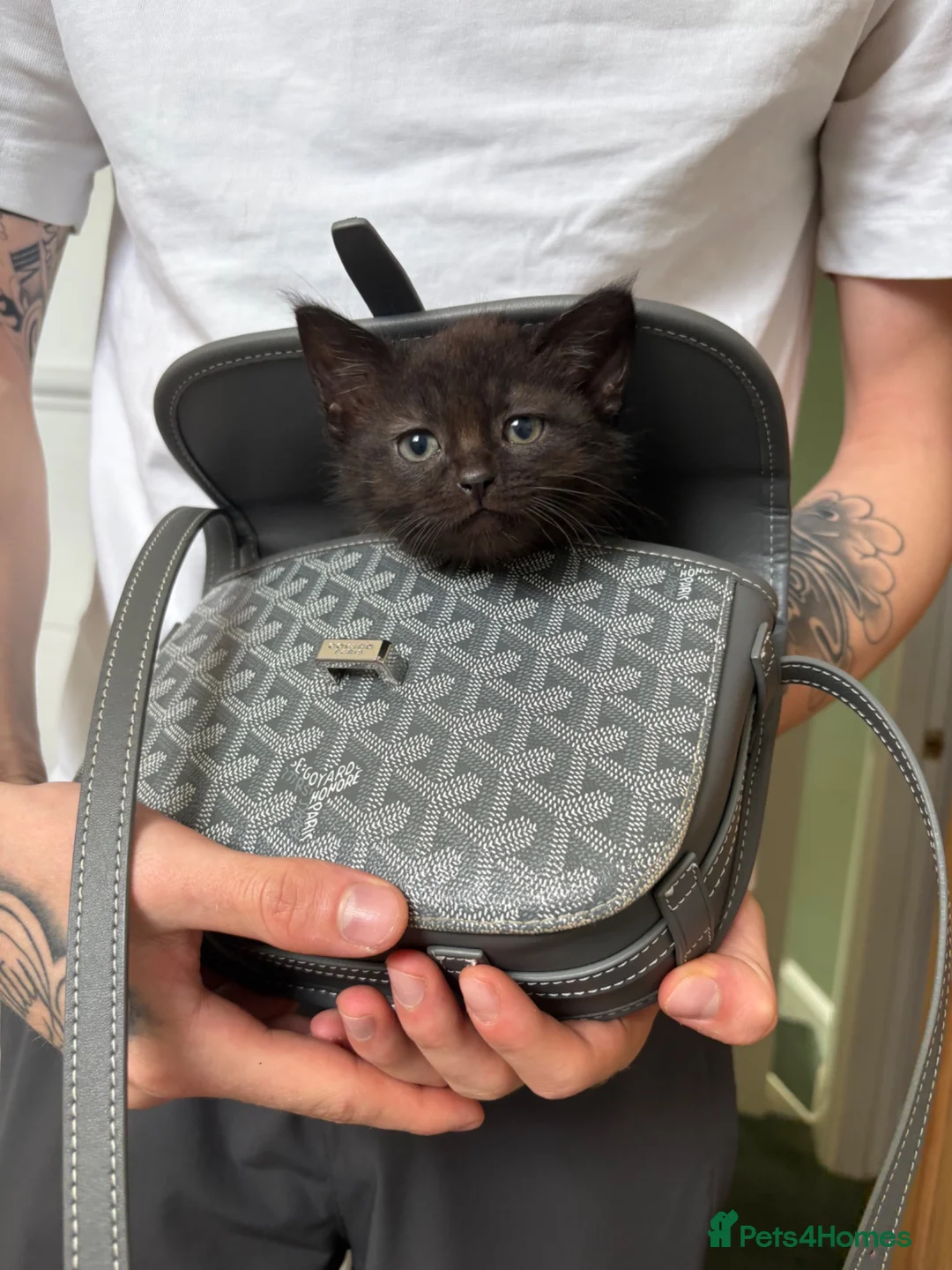 Mixed Breed cats for sale: Adorable  - Advert 3