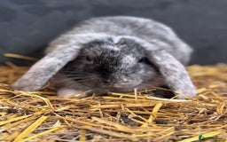 Mini Lop rabbits for sale: 2 sweet bonded mini lop girls - Image 2